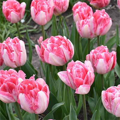 アーリースマイル(R)チューリップ フォックストロット（冷蔵球）