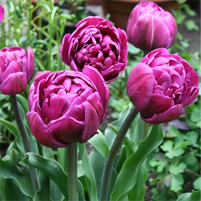 アーリースマイル(R)チューリップ バックパッカー（冷蔵球）