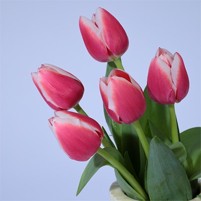 アーリースマイル(R)チューリップ ダッチデザイン（冷蔵球）