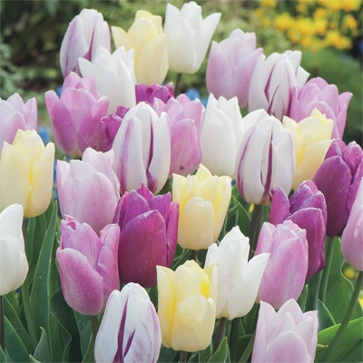 アーリースマイル(R)チューリップ パープルプリンス ミックス（冷蔵球）