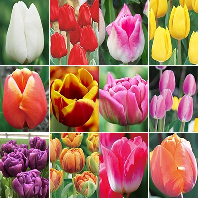 アイスチューリップ 見計らい