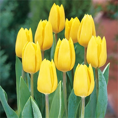 アイスチューリップ イエローフライト