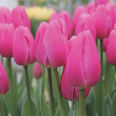 アイスチューリップ ピンクツイスト