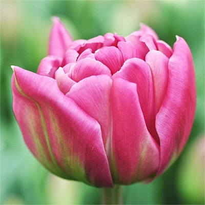 アイスチューリップ ダブルプリンセス