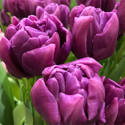 アイスチューリップ パープルスカイ