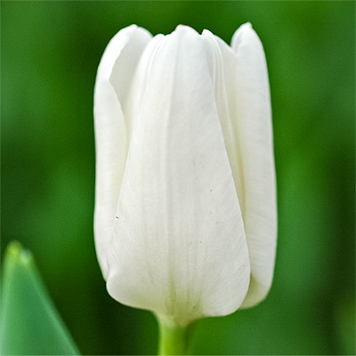 アイスチューリップ ホワイトドリーム