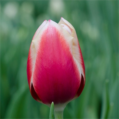 アイスチューリップ ヤンブイス