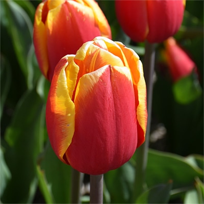 アイスチューリップ ハニーヴァンデルモルスト