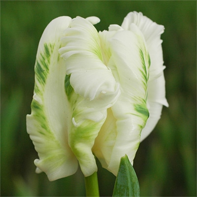 アイスチューリップ スーパーパロット