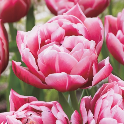 アイスチューリップ コロンブス