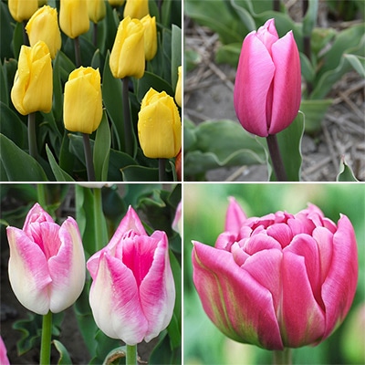 アイスチューリップ 4種見計らい