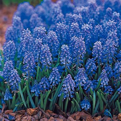 ムスカリ アルメニアカム（青色系）