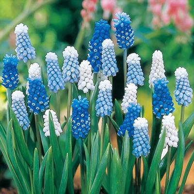 ムスカリ オーシャンウェ～ブ