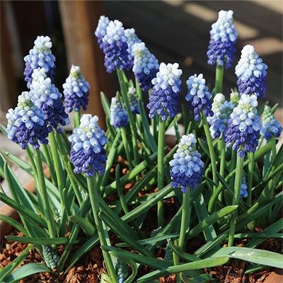 ムスカリ タッチオブスノー