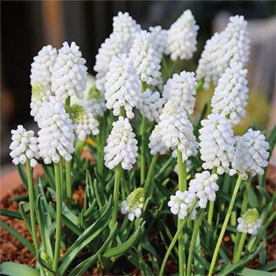 ムスカリ ホワイトマジック