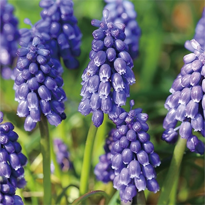 ムスカリ ブルーダイヤモンド