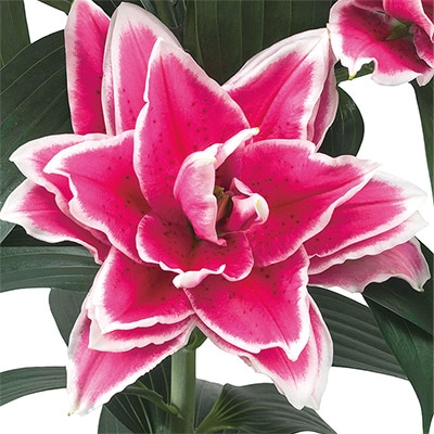 オリエンタルユリ ローズリリー サマンサ