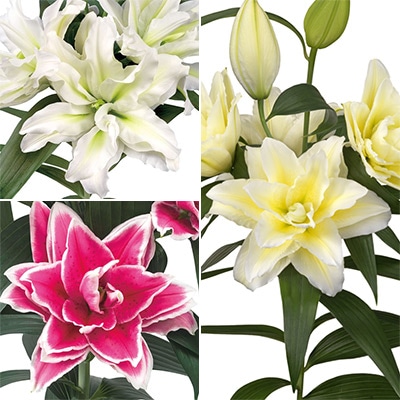 オリエンタルユリ ローズリリー 3種セット
