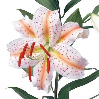 オリエンタルユリ ウエディングマーチ