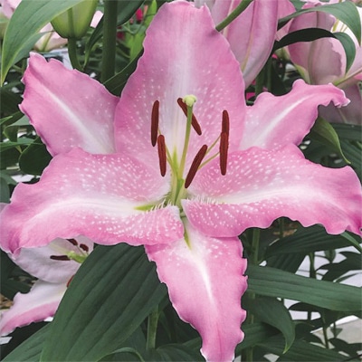 オリエンタルユリ プーケット