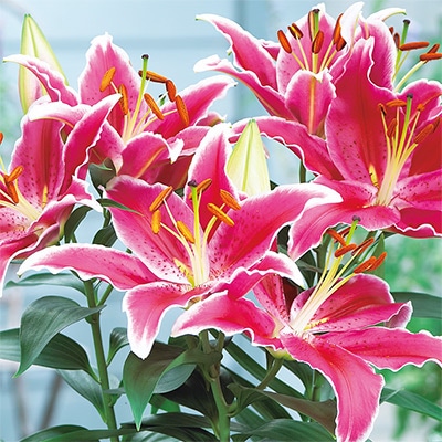 オリエンタルユリ スターライトエクスプレス