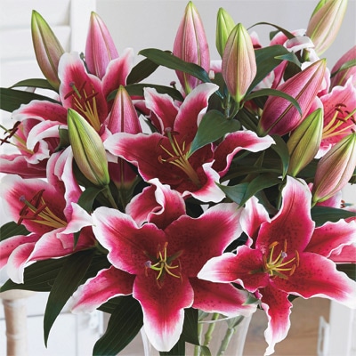 オリエンタルユリ キングソロモン