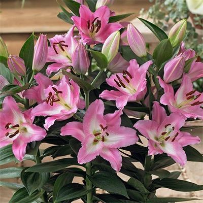 オリエンタルユリ スーベニア