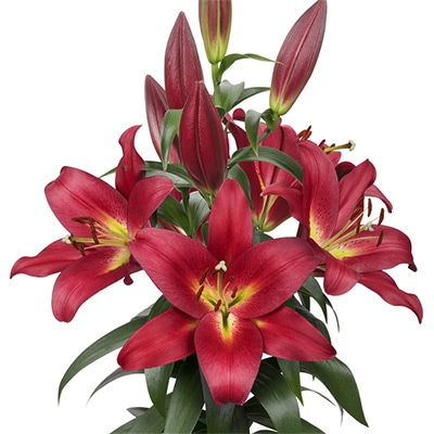 オリエンタルユリ タッチストーン