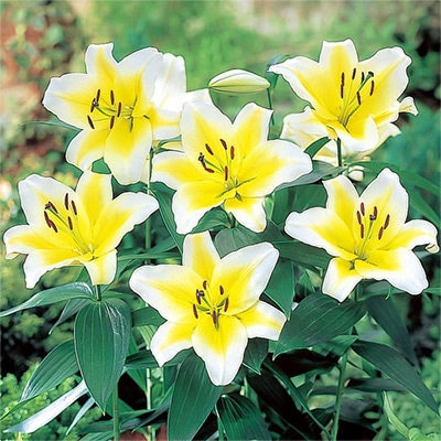 オリエンタルユリ コンカドール（イエローカサブランカ)