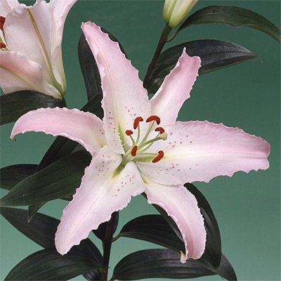 ユリ マルコポーロ