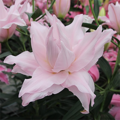 オリエンタルユリ アミスタッド