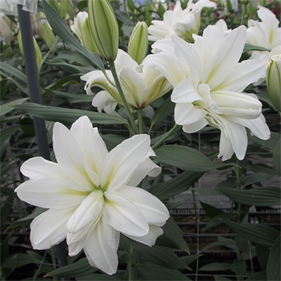 オリエンタルユリ アローザ