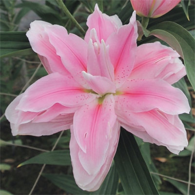 オリエンタルユリ ミラノ