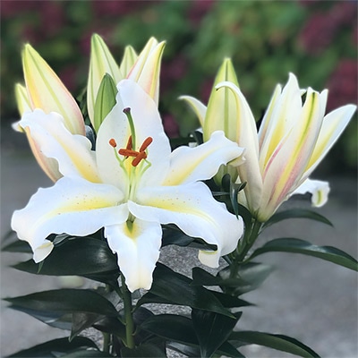 オリエンタルユリ ホワイトスターライト