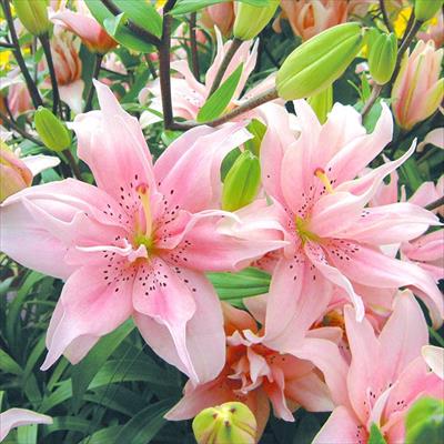 スカシユリ エロディー