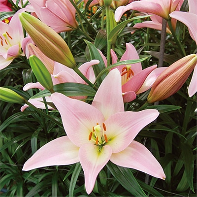 スカシユリ パーティーダイヤモンド