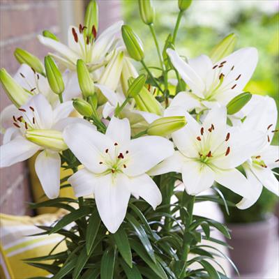 フェアリーリリー スカシユリ スパークリングジョイ