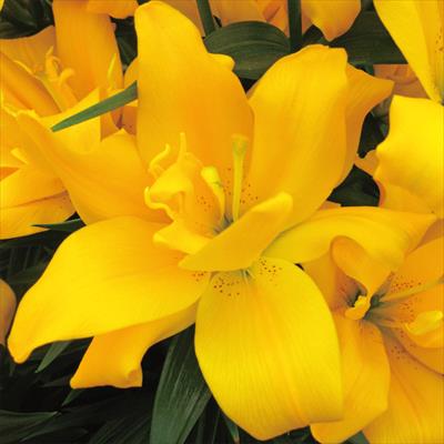 スカシユリ サンデュー