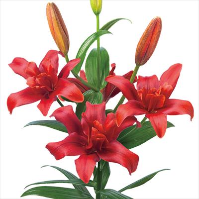 スカシユリ ボールドイーグル