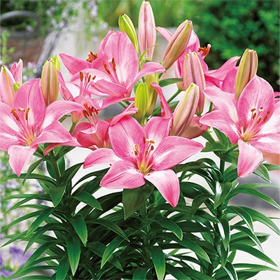 スカシユリ フェアリーリリー ロザリン