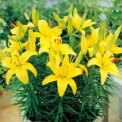 スカシユリ フェアリーリリー ゴールデンマトリックス