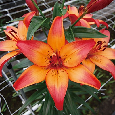 スカシユリ ロイヤルサンセット