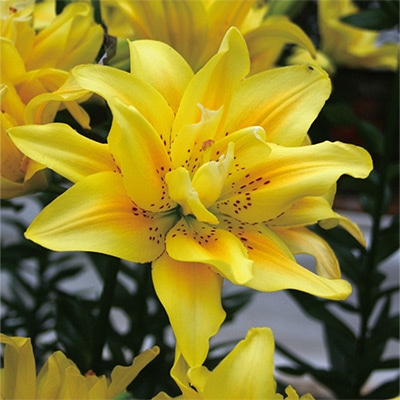 スカシユリ ファタモルガナ