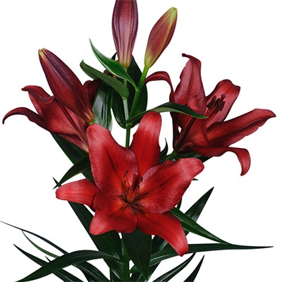 スカシユリ ブレイクアウト