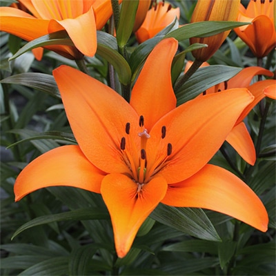 スカシユリ シャダイ