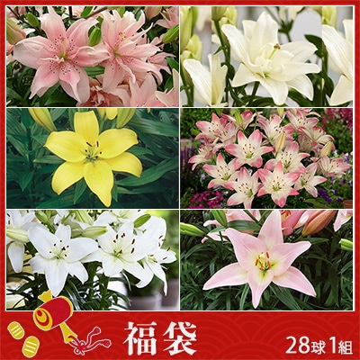 スカシユリ見計らい福袋