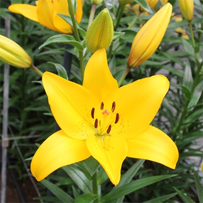 スカシユリ イエローダイヤモンド