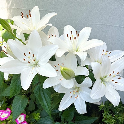 スカシユリ スカンサーノ