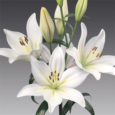 スカシユリ アソポス