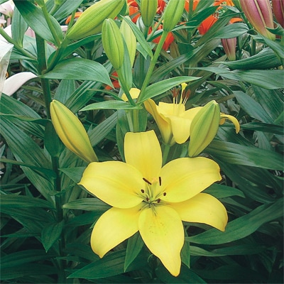 スカシユリ パビア